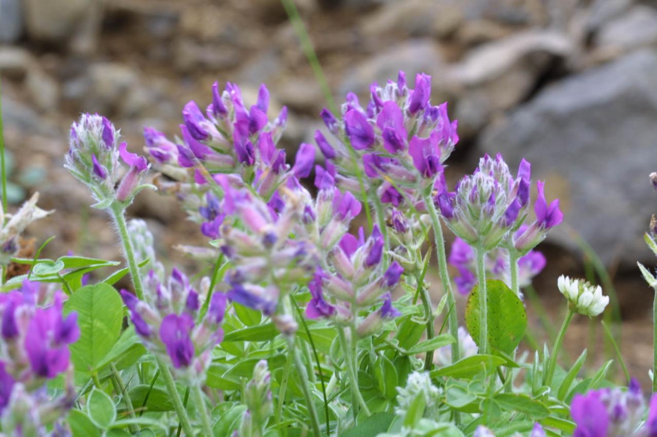 【夏の島旅】高山植物と海産物の宝庫・北海道【礼文島】を島旅のプロが深掘り！（画像5）