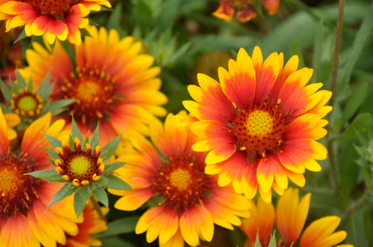 【ガーデニング】暑さ&乾燥に強い夏の花［8選］初心者でも簡単！（画像4）