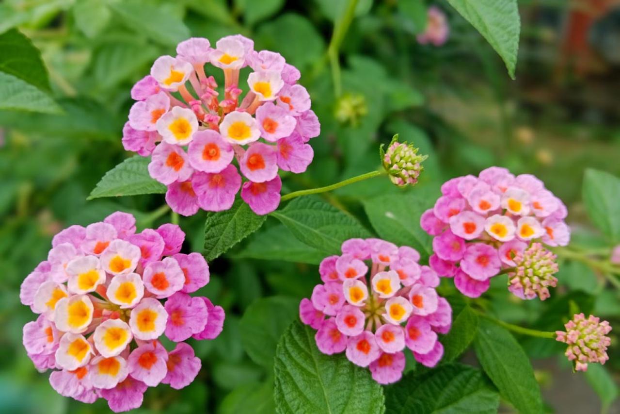 【ガーデニング】暑さ&乾燥に強い夏の花［8選］初心者でも簡単！（画像13）