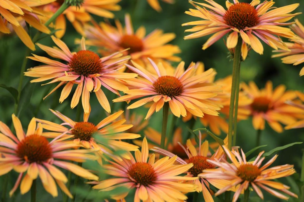 【ガーデニング】暑さ&乾燥に強い夏の花［8選］初心者でも簡単！（画像12）