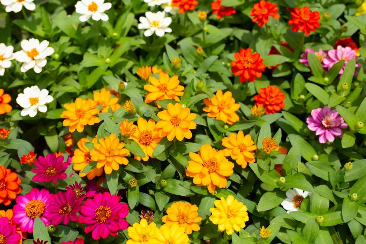 【ガーデニング】暑さ&乾燥に強い夏の花［8選］初心者でも簡単！（画像6）