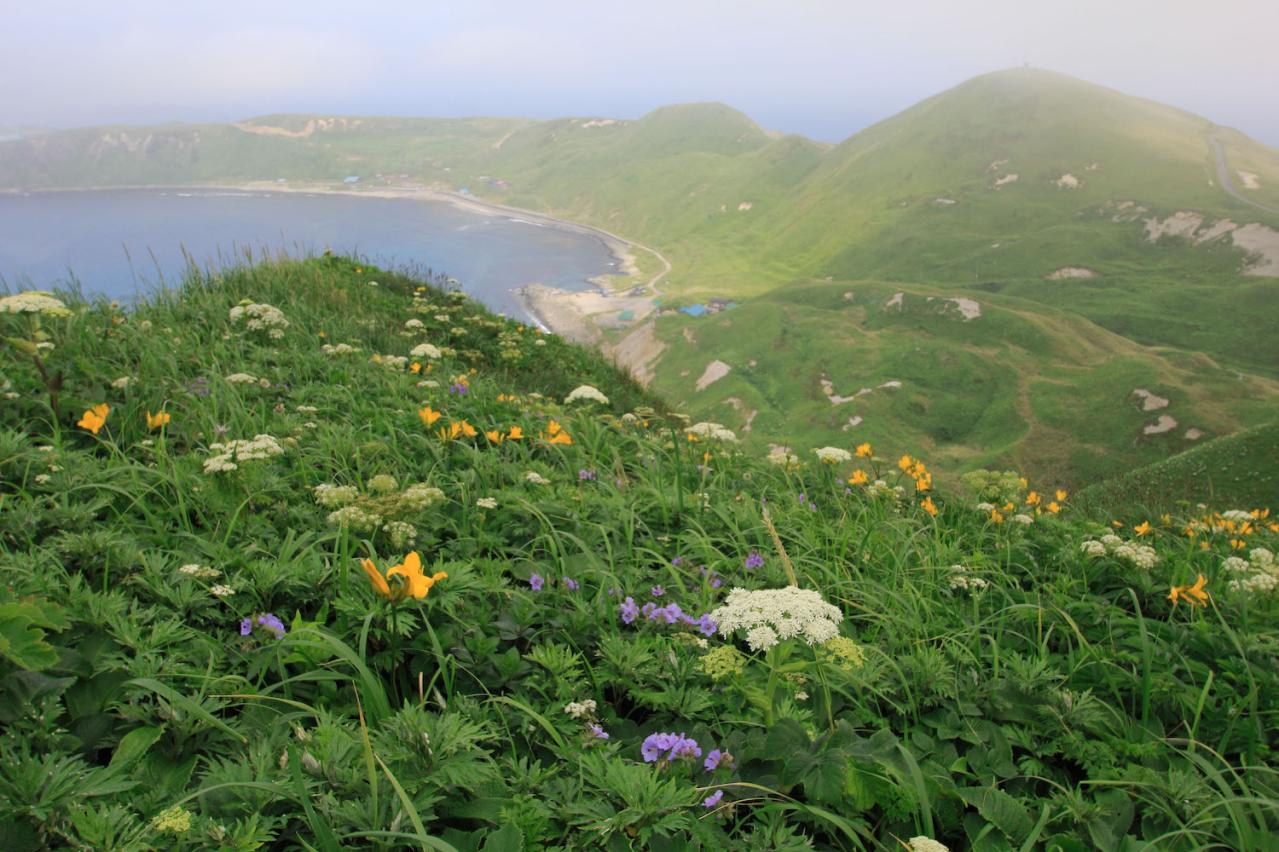 【夏の島旅】高山植物と海産物の宝庫・北海道【礼文島】を島旅のプロが深掘り！