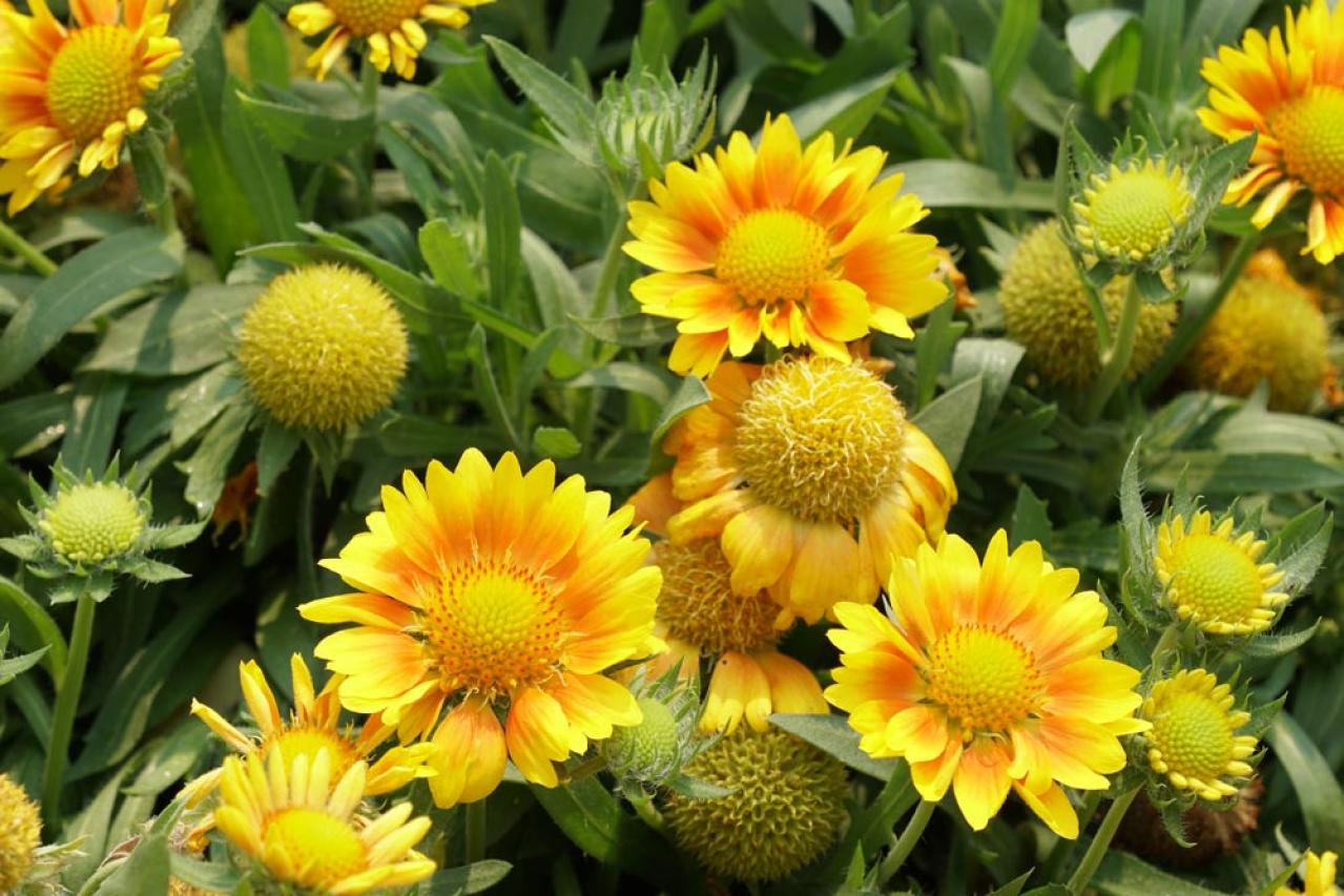 【ガーデニング】暑さ&乾燥に強い夏の花［8選］初心者でも簡単！（画像5）