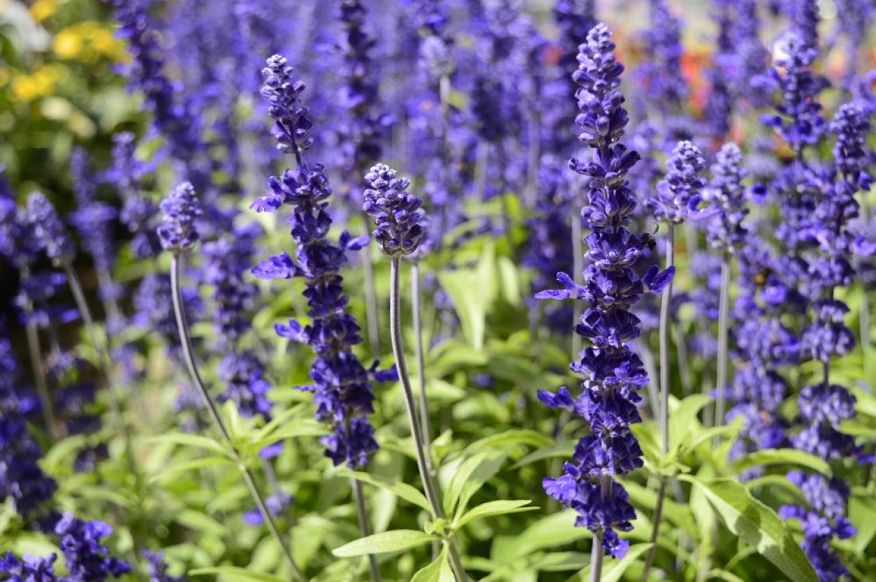 【ガーデニング】暑さ&乾燥に強い夏の花［8選］初心者でも簡単！（画像7）