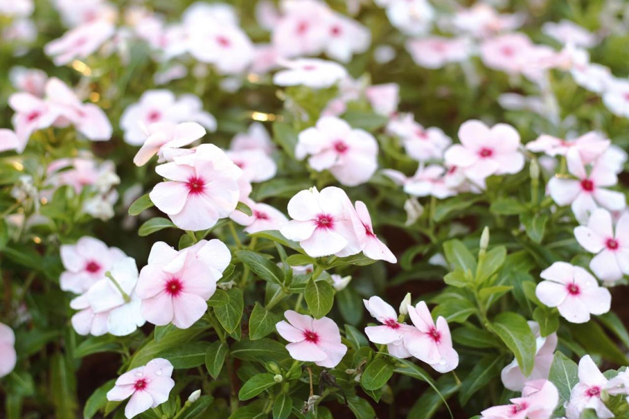 【ガーデニング】暑さ&乾燥に強い夏の花［8選］初心者でも簡単！（画像10）