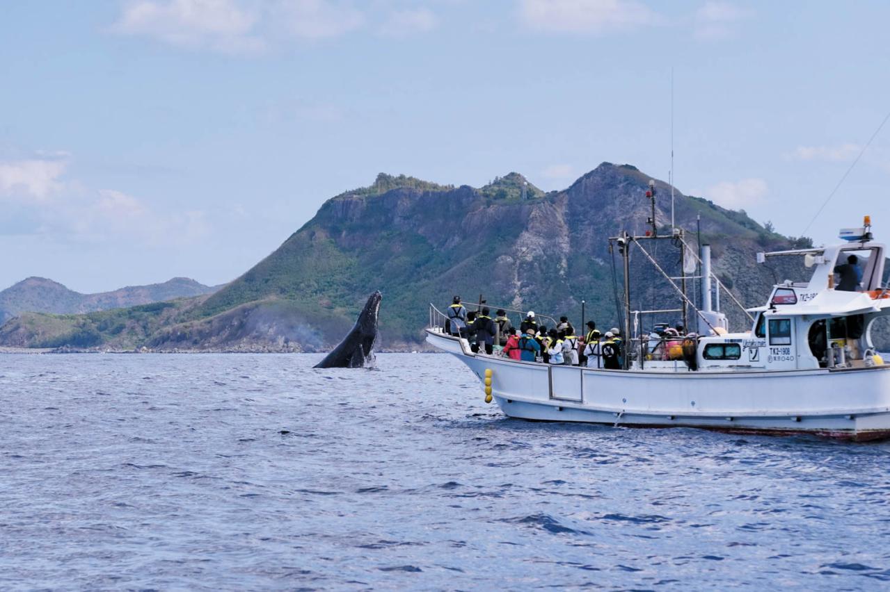 【夏の島旅】戦後80年の今こそ訪れたい【小笠原諸島】青い海が広がる3島のおすすめスポットは？（画像5）