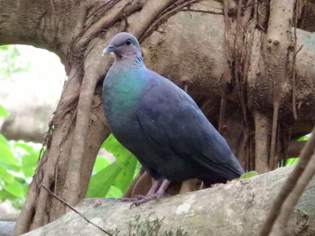 【夏の島旅】戦後80年の今こそ訪れたい【小笠原諸島】青い海が広がる3島のおすすめスポットは？（画像12）