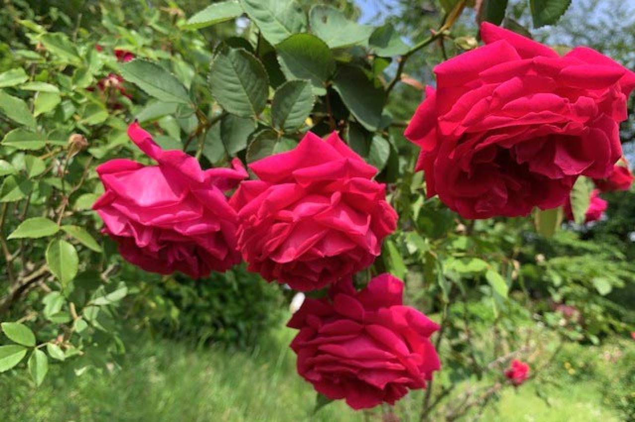 【ガーデニング】7月のバラ育てですべきこと。ゴマダラカミキリに要注意！（画像4）