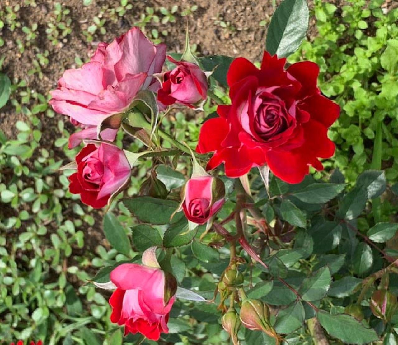 【ガーデニング】7月のバラ育てですべきこと。ゴマダラカミキリに要注意！（画像5）