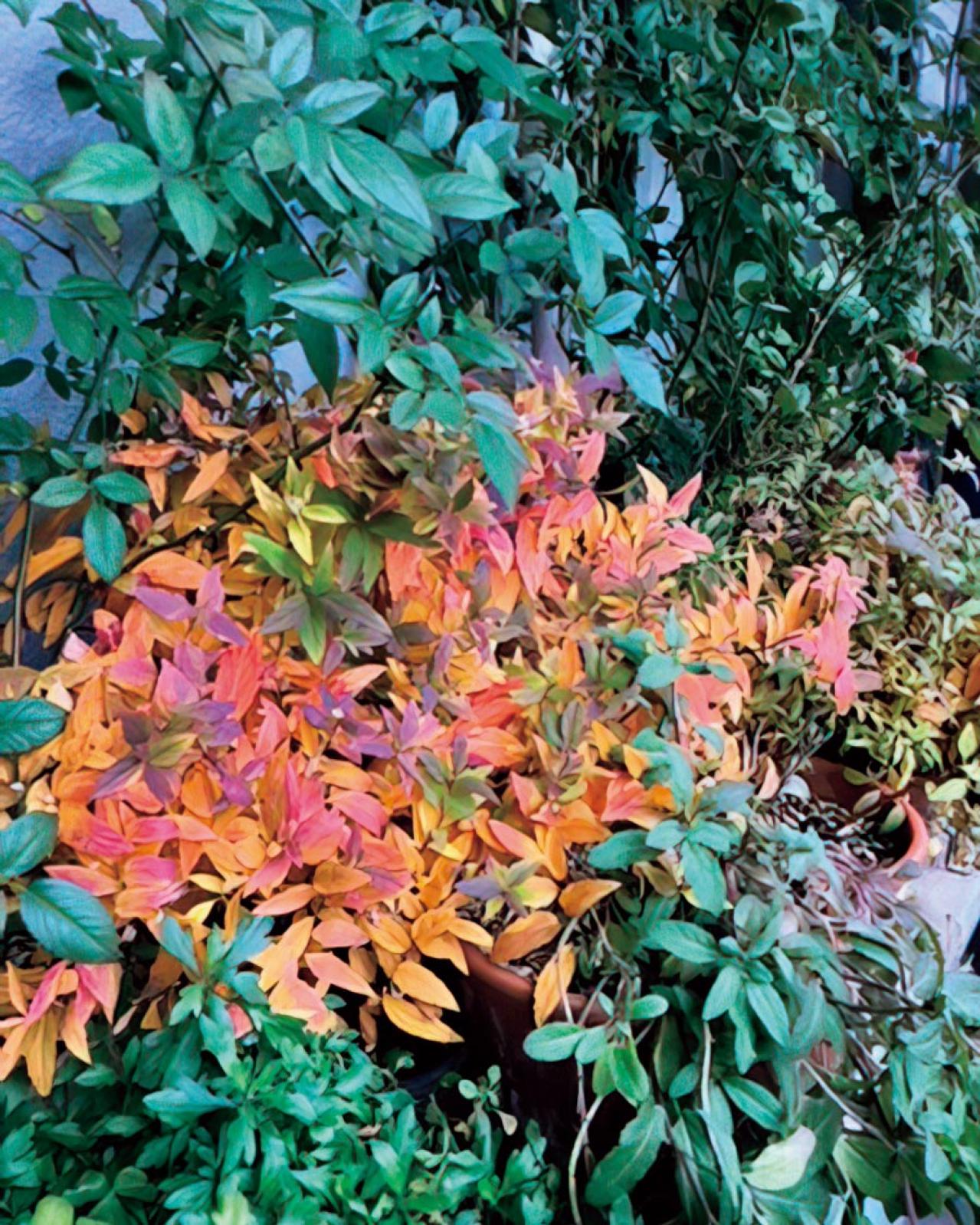 温度が50度にまで上がるベランダでも15種類のバラを咲かせた、そのコツは？道具のしまい方も（画像6）