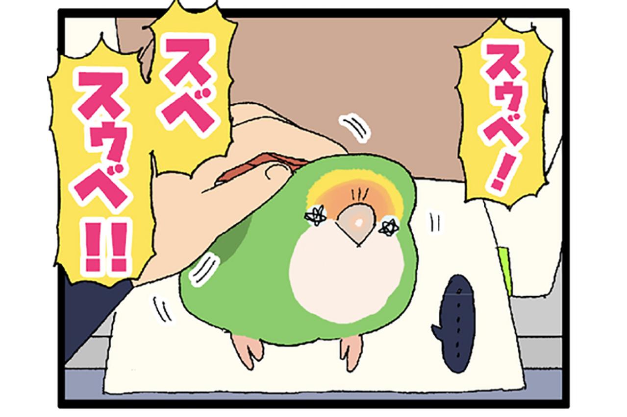 コザクラインコの飼い主に贈る標語／インコのゴルちゃん怒りの羽繕い【鳥マンガ＃79】