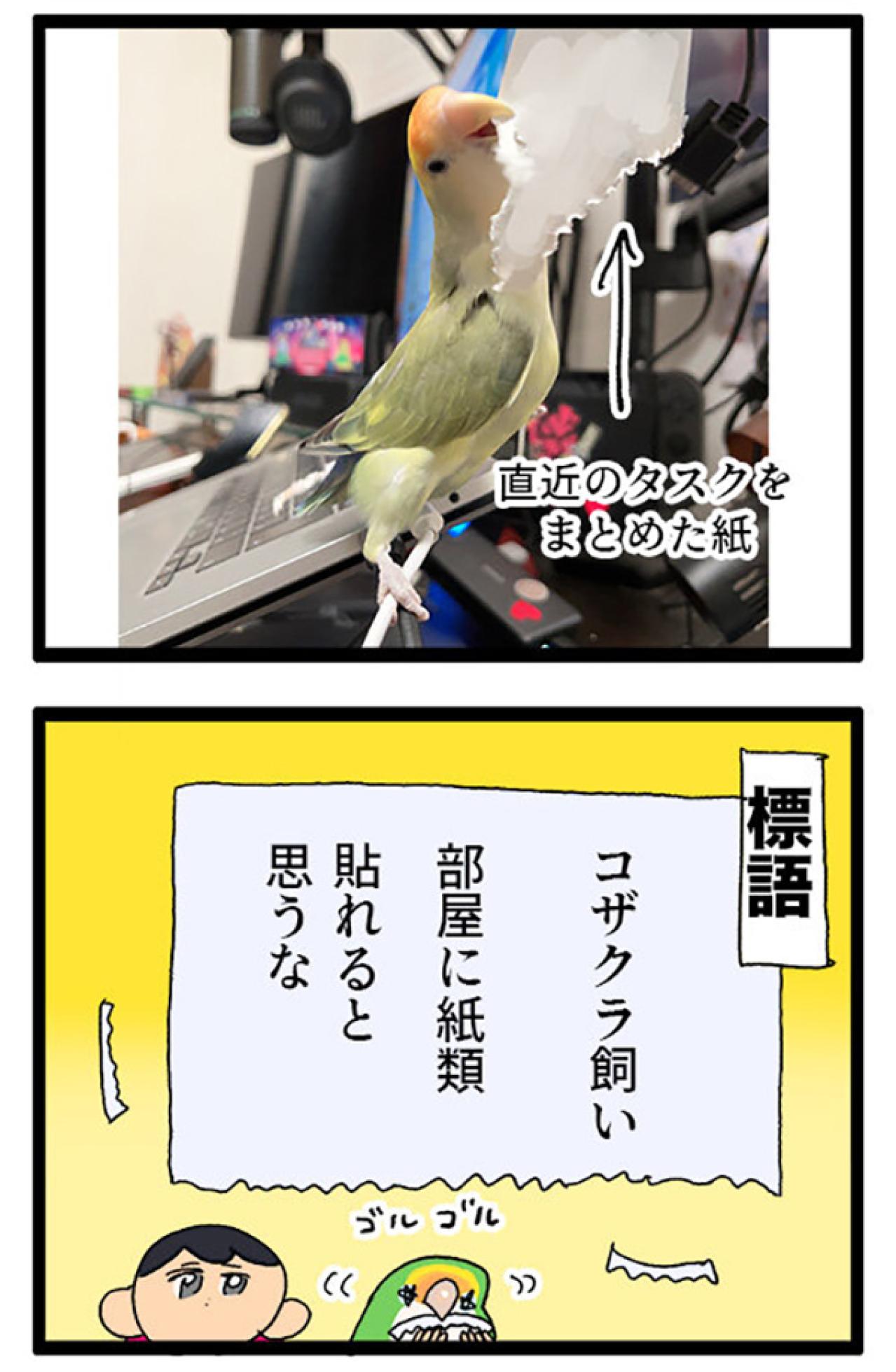 コザクラインコの飼い主に贈る標語／インコのゴルちゃん怒りの羽繕い【鳥マンガ＃79】（画像5）