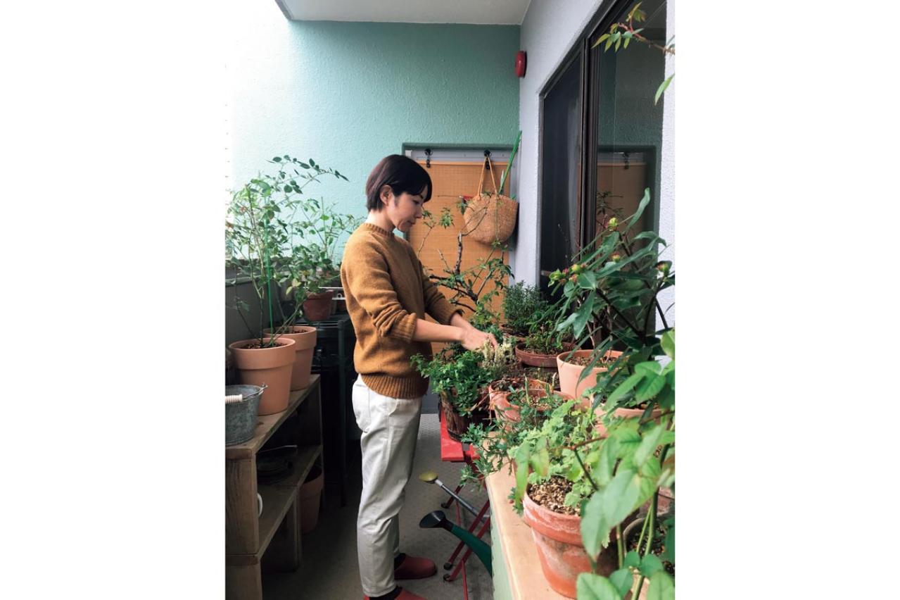 温度が50度にまで上がるベランダでも15種類のバラを咲かせた、そのコツは？道具のしまい方も