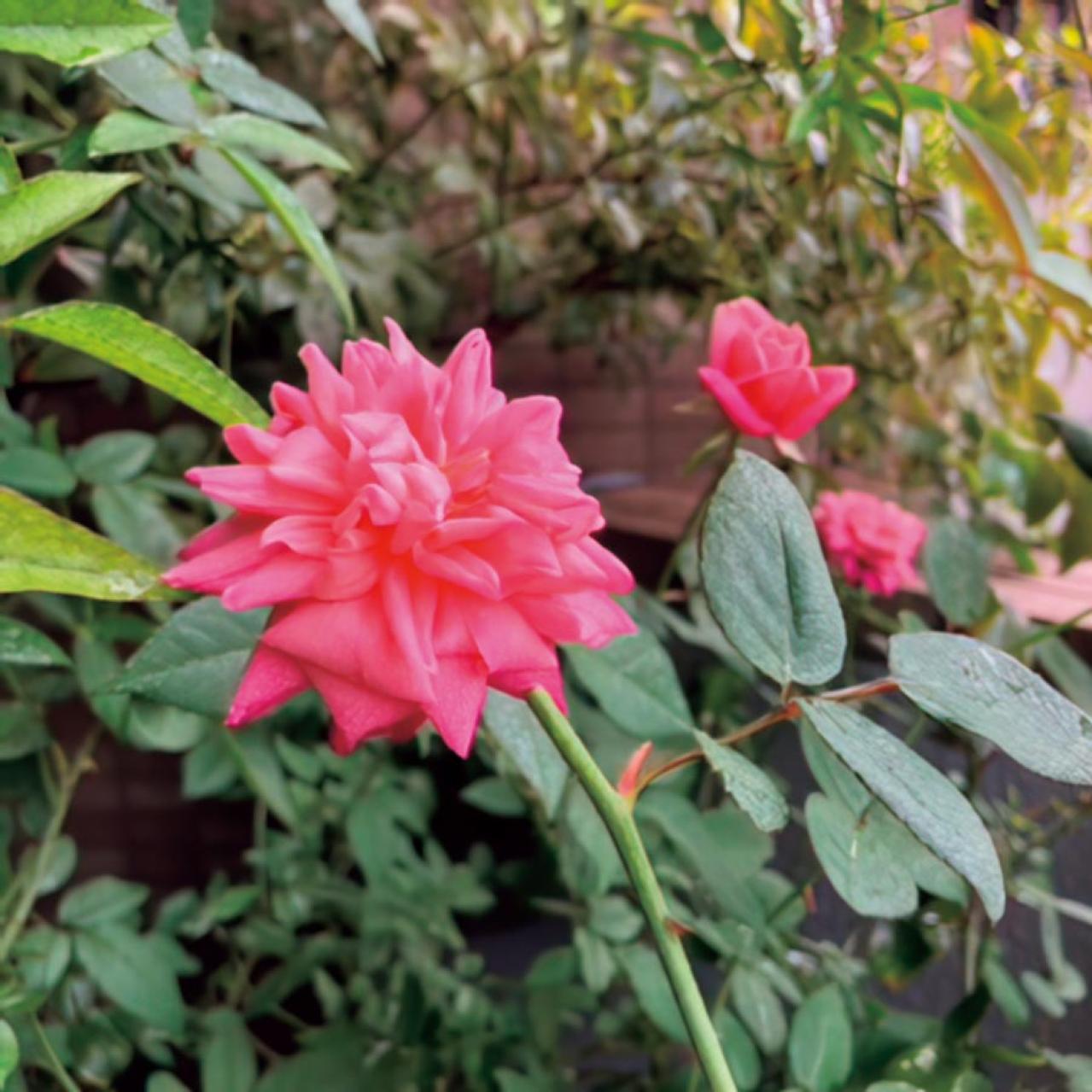 6.5㎡の“過酷な”環境のベランダを気持ちの良い場所にするガーデン術。「賃貸マンションならでは」のコツとは？（画像4）