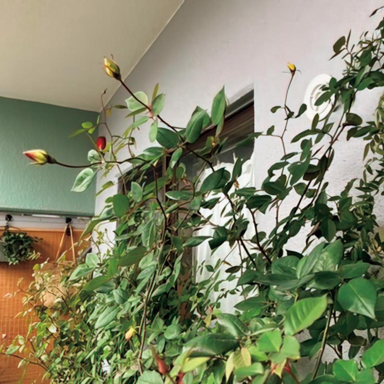 温度が50度にまで上がるベランダでも15種類のバラを咲かせた、そのコツは？道具のしまい方も（画像5）