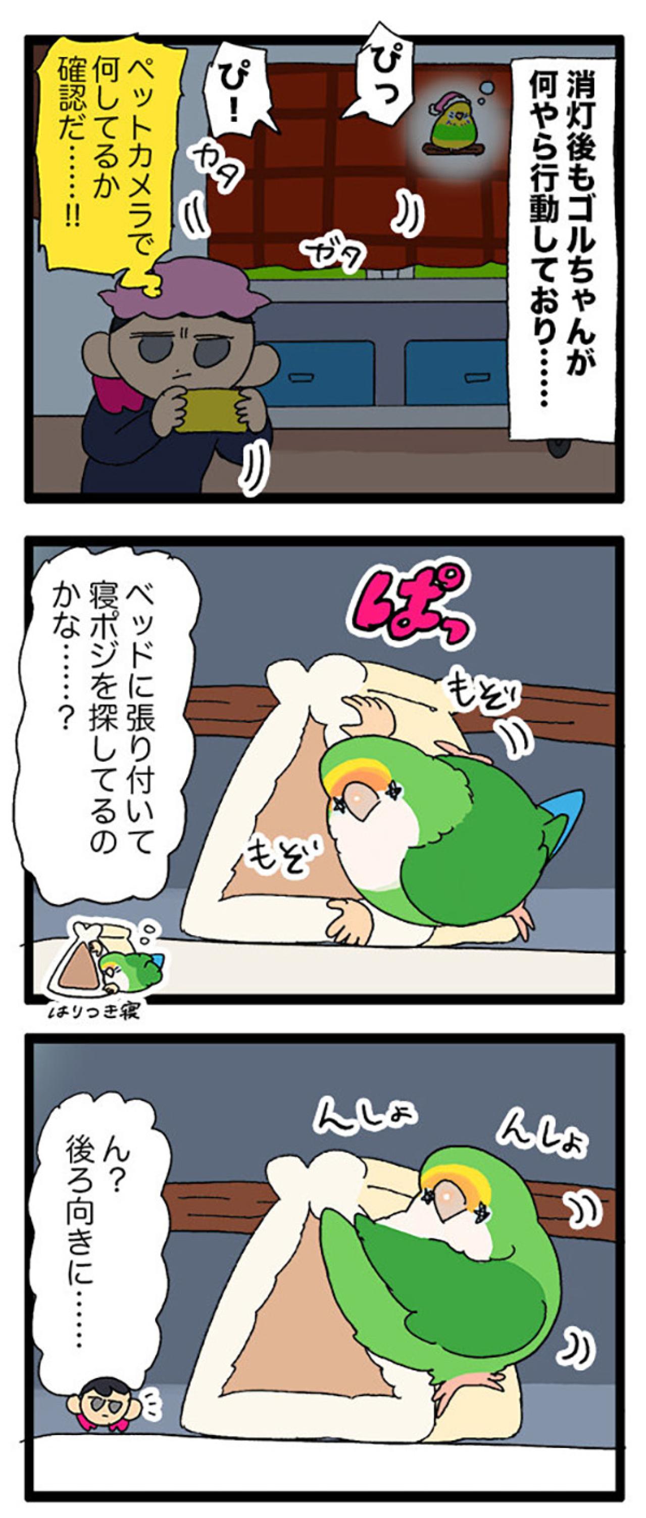 飼い主がインコの夜更かしを怒れなかった理由とは？【鳥マンガ＃80】（画像4）