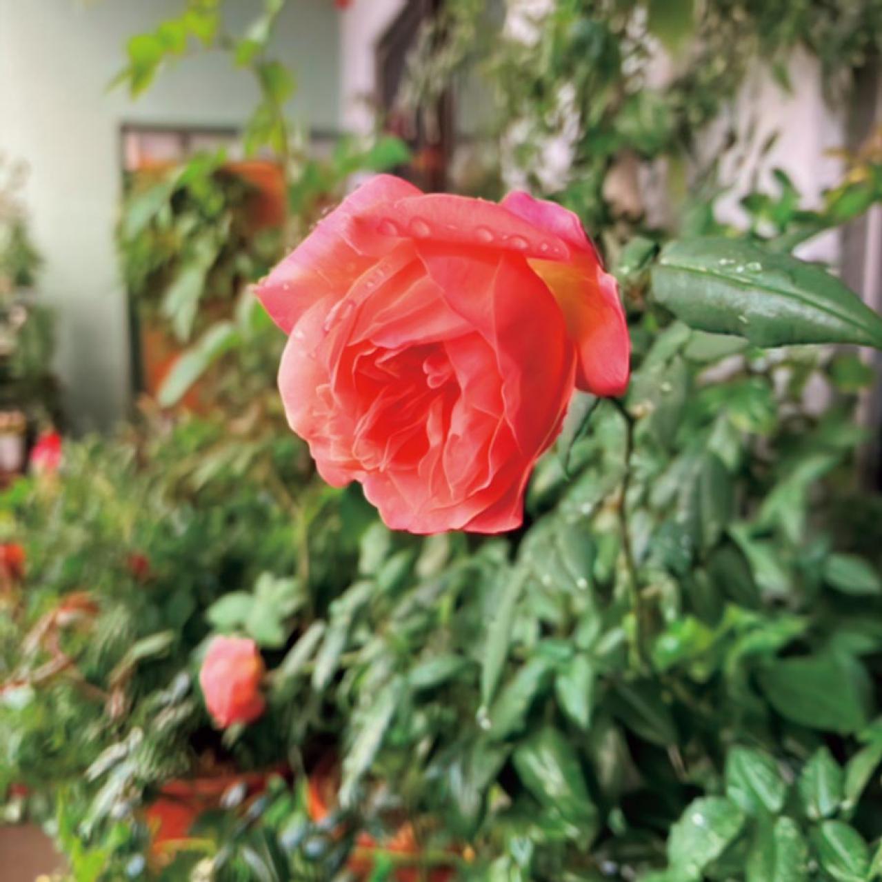 6.5㎡の“過酷な”環境のベランダを気持ちの良い場所にするガーデン術。「賃貸マンションならでは」のコツとは？（画像5）