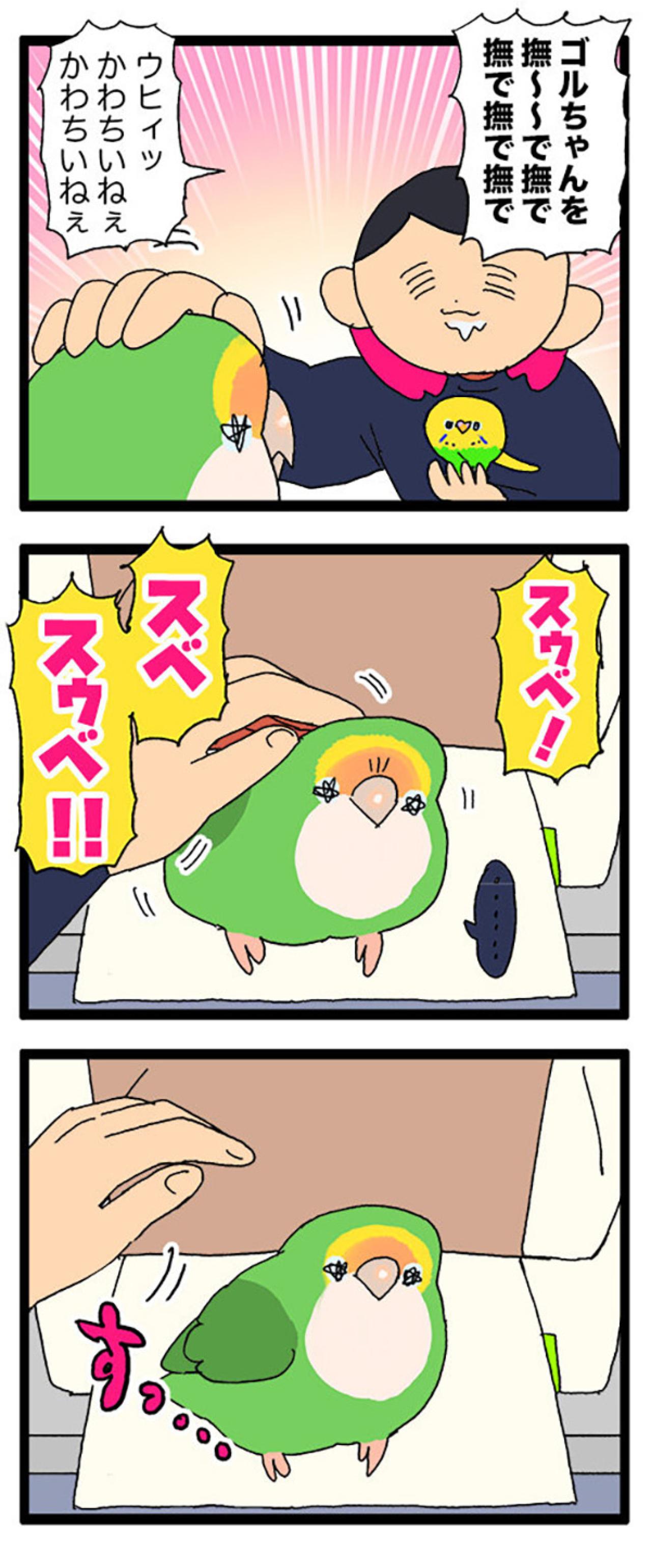 コザクラインコの飼い主に贈る標語／インコのゴルちゃん怒りの羽繕い【鳥マンガ＃79】（画像6）