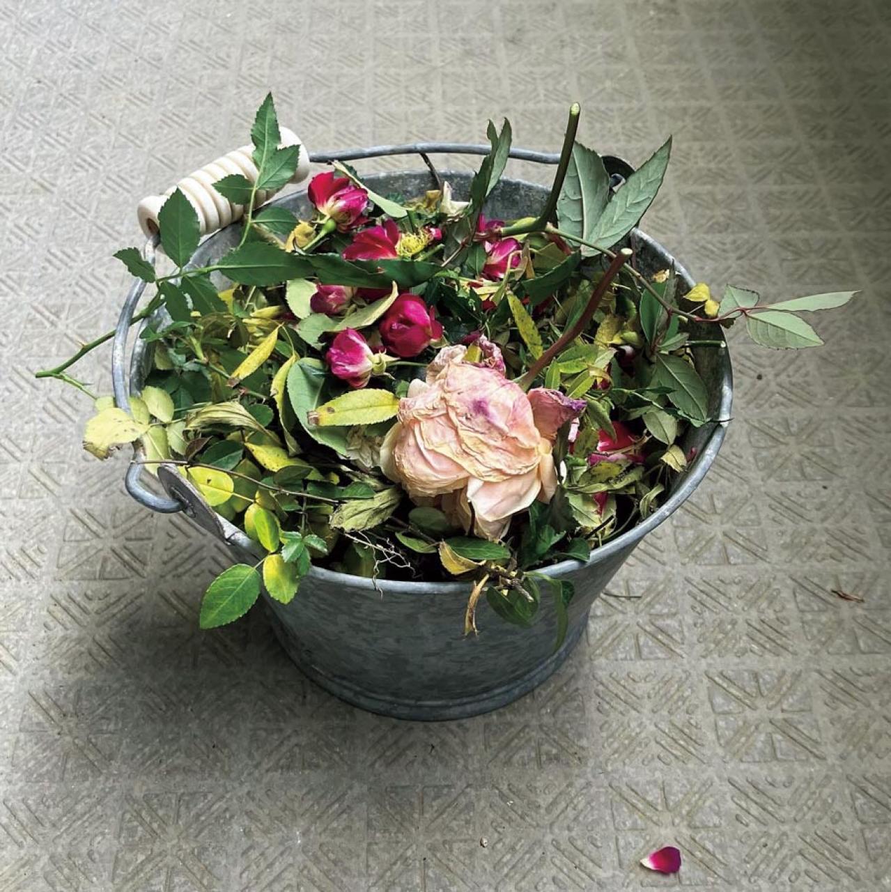 温度が50度にまで上がるベランダでも15種類のバラを咲かせた、そのコツは？道具のしまい方も（画像3）