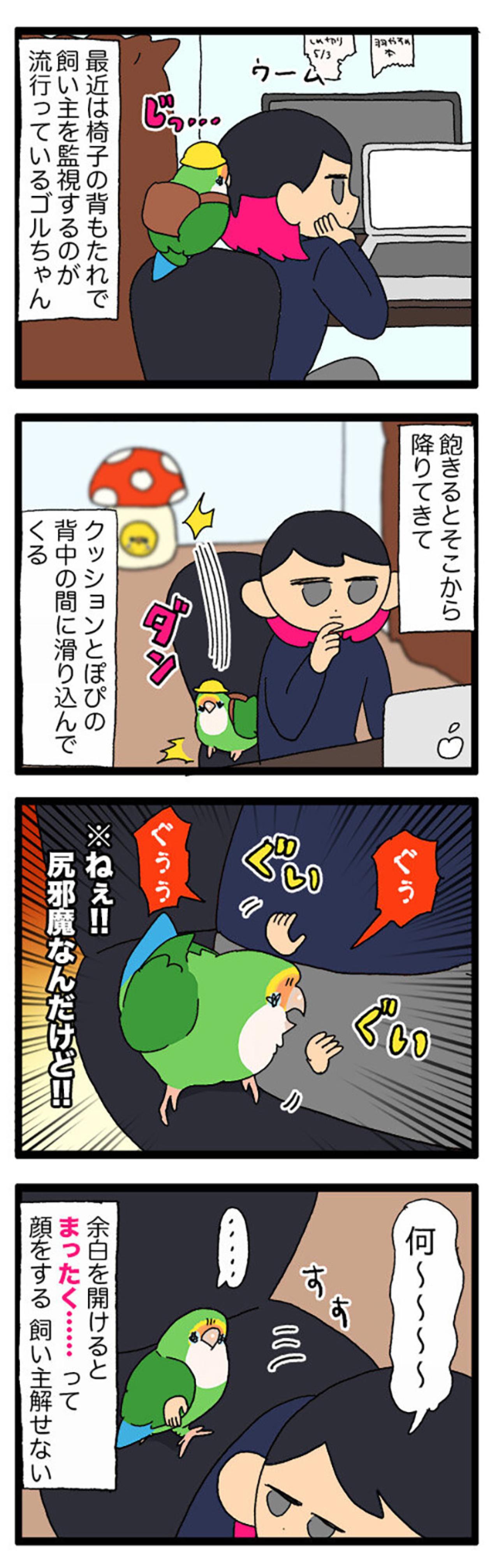 飼い主がインコの夜更かしを怒れなかった理由とは？【鳥マンガ＃80】（画像3）