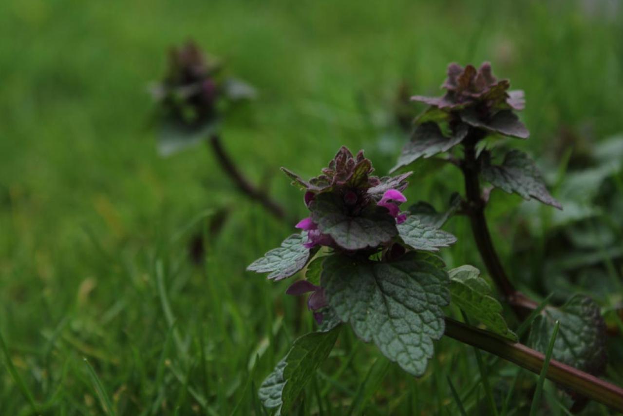 【ガーデニング】見た目も涼やか、手間いらず。夏の庭を彩るリーフ植物8選（画像9）