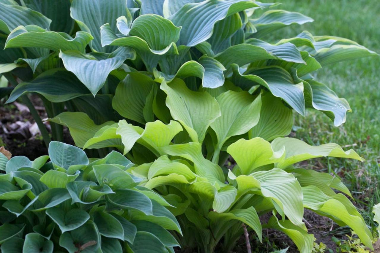 【ガーデニング】見た目も涼やか、手間いらず。夏の庭を彩るリーフ植物8選（画像4）