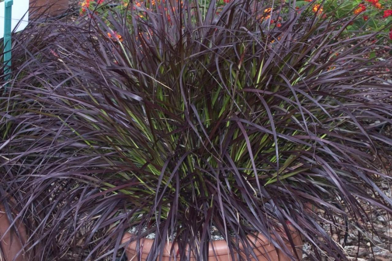 【ガーデニング】見た目も涼やか、手間いらず。夏の庭を彩るリーフ植物8選（画像12）