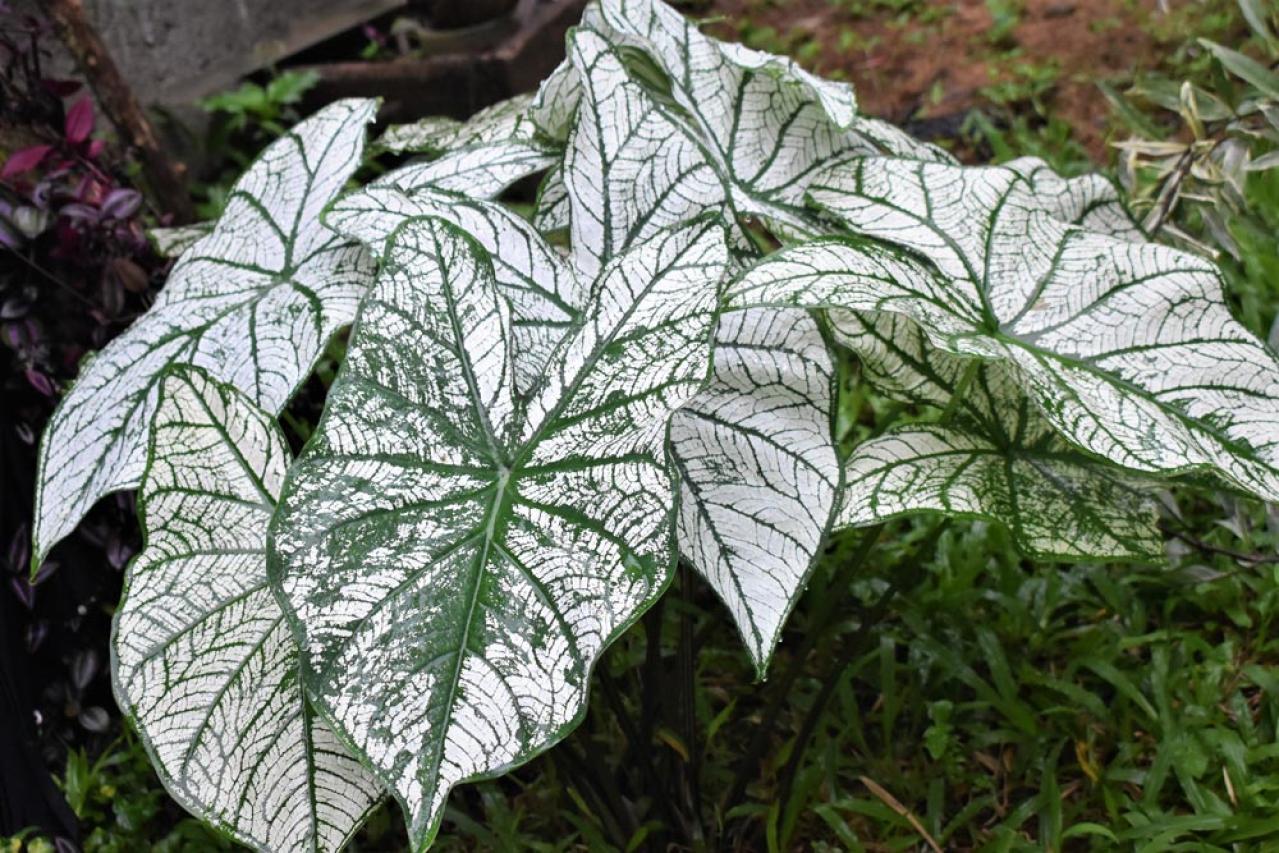【ガーデニング】見た目も涼やか、手間いらず。夏の庭を彩るリーフ植物8選（画像5）