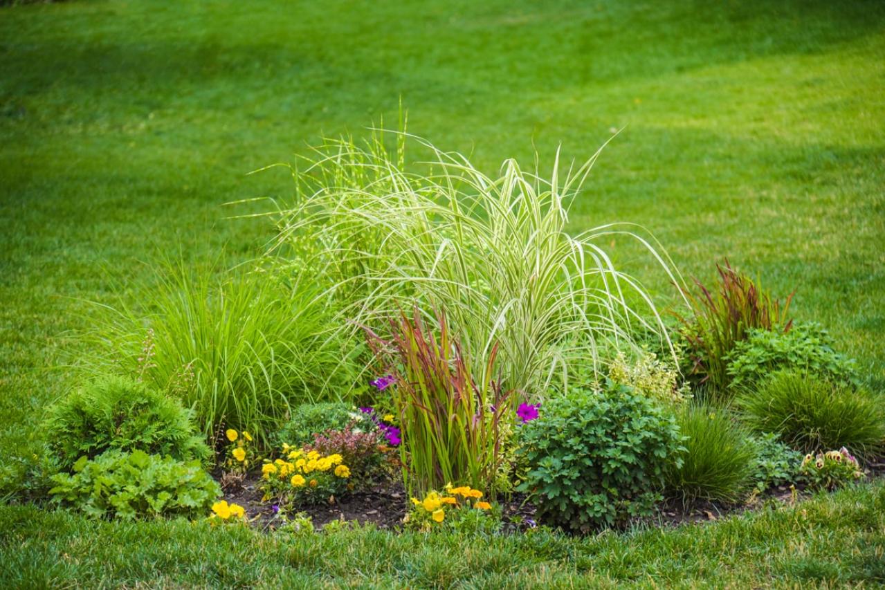 【ガーデニング】見た目も涼やか、手間いらず。夏の庭を彩るリーフ植物8選