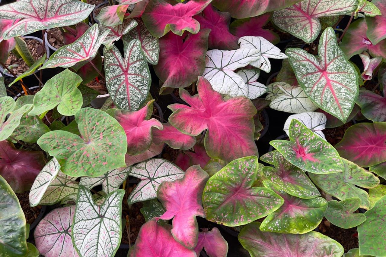 【ガーデニング】見た目も涼やか、手間いらず。夏の庭を彩るリーフ植物8選（画像6）