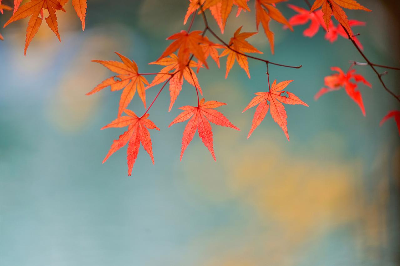 泉鏡花の『飯坂ゆき』あらすじ紹介。明治の温泉街で織りなされる旅の情景と人情