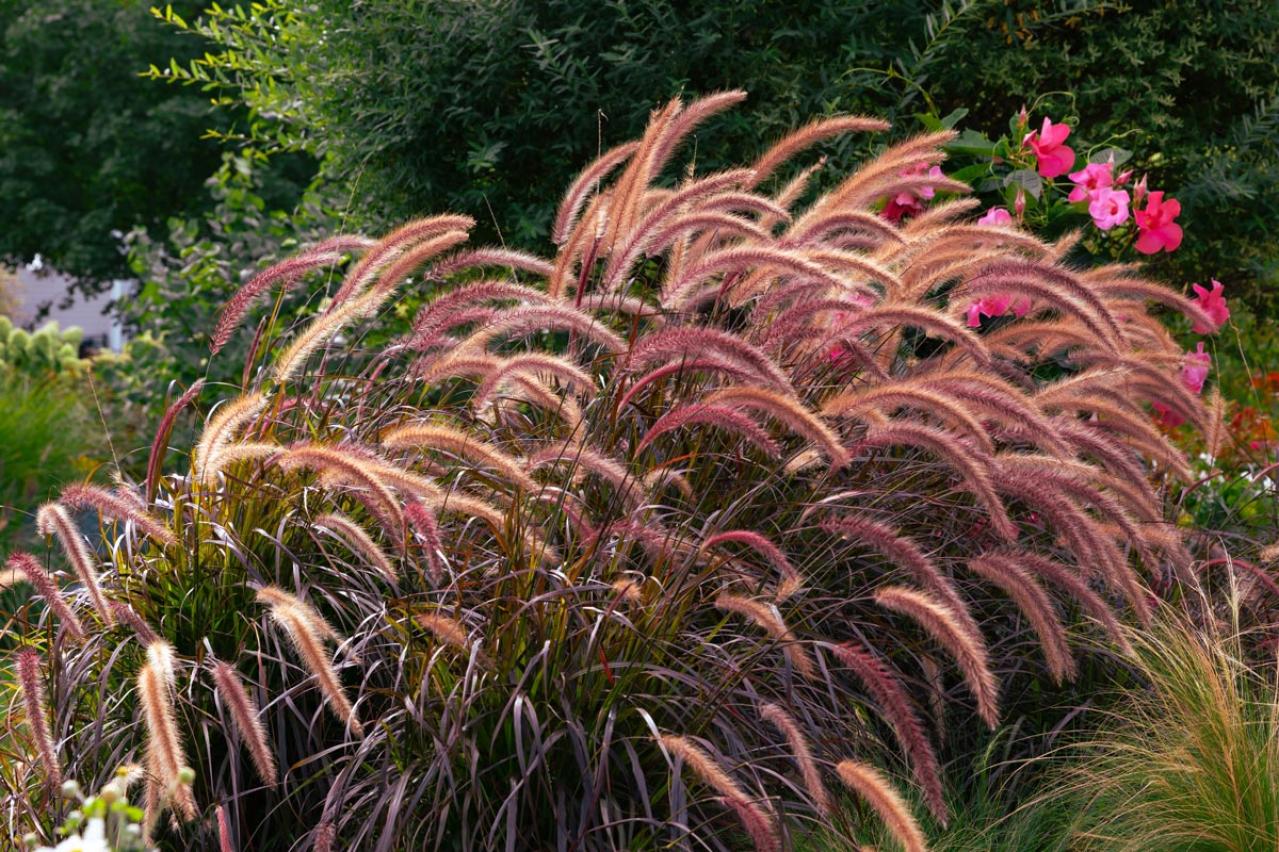 【ガーデニング】見た目も涼やか、手間いらず。夏の庭を彩るリーフ植物8選（画像13）