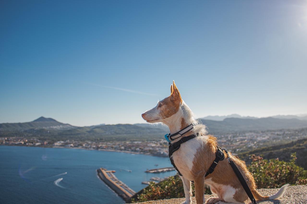 佐藤春夫の『西班牙犬の家』あらすじ紹介。  愛犬フラテが導く幻想世界！謎めいた一軒家へたどり着いたその先は？