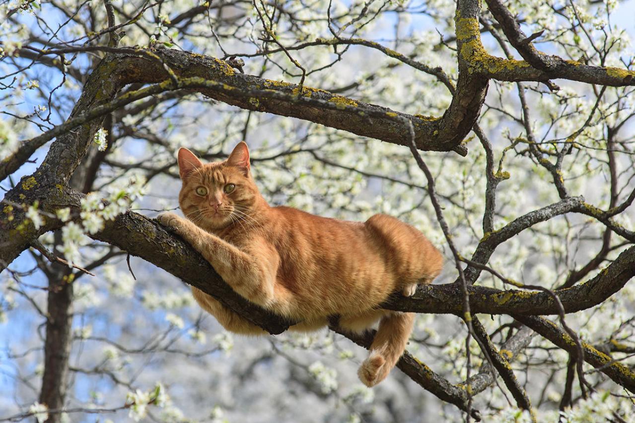夢野久作の『梅のにおい』あらすじ紹介。猫と鶯の知恵比べが面白い！