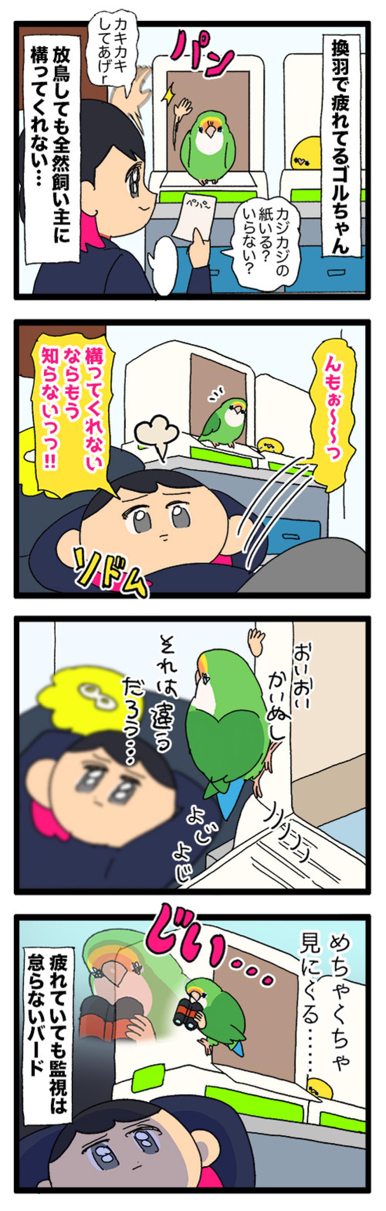 インコだって人見知りする／ゴルちゃんが疲れていても怠らないことは？【鳥マンガ＃83】（画像5）