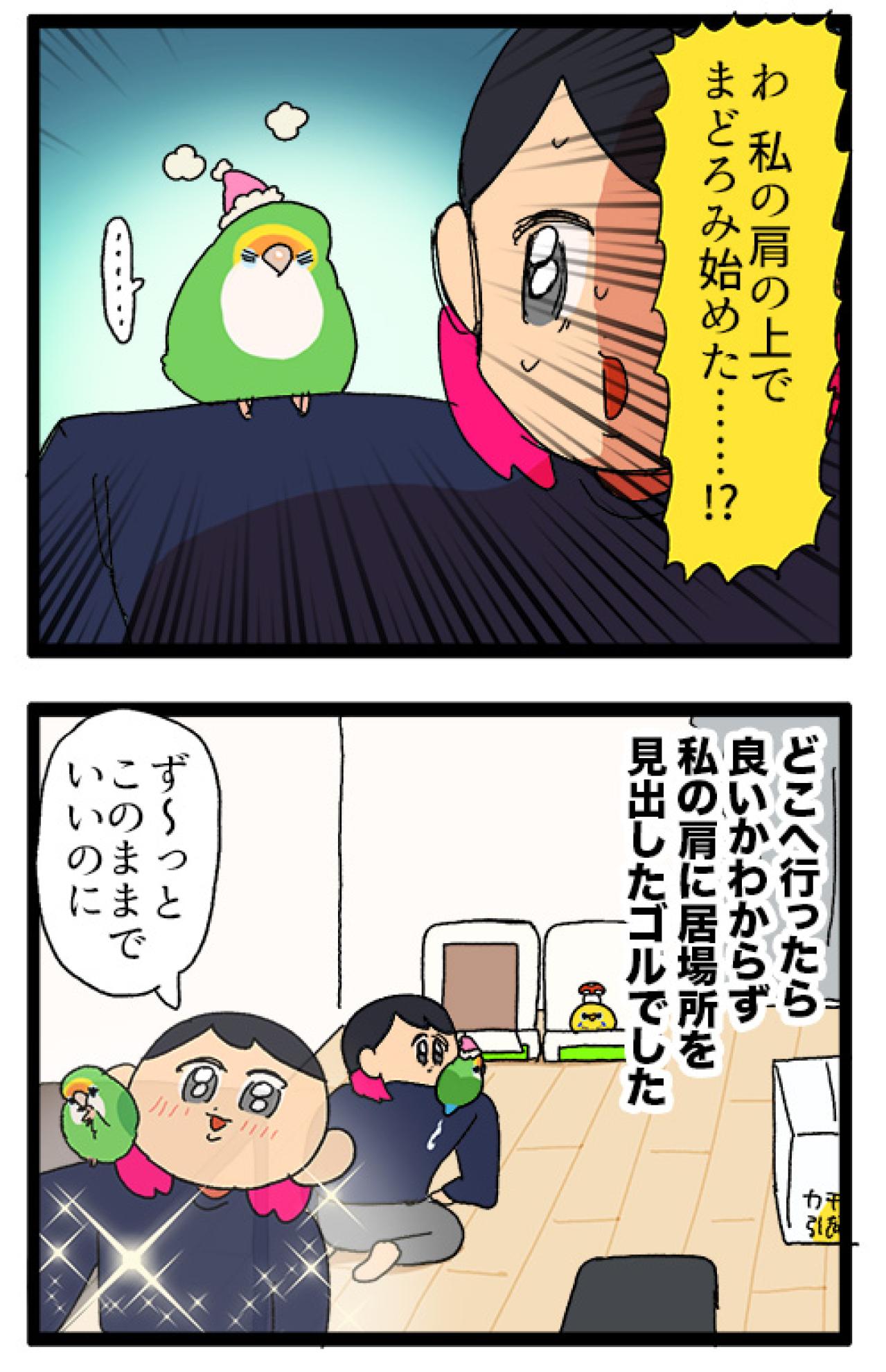 インコが恐怖を訴えるときの対応／引っ越し…インコは新居に慣れた？【鳥マンガ＃85】（画像7）