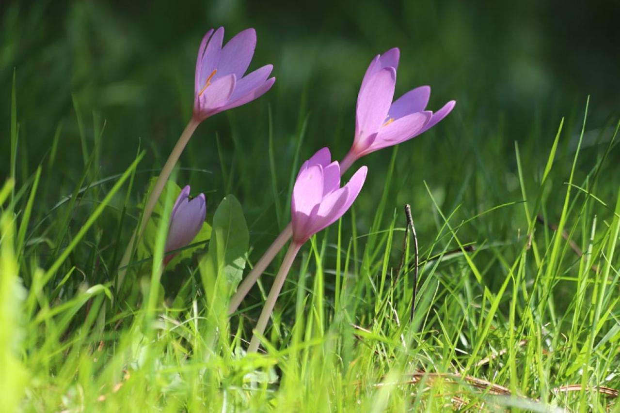 【ガーデニング】夏に植えて秋にすぐ咲かせる、球根の花［8選］（画像9）
