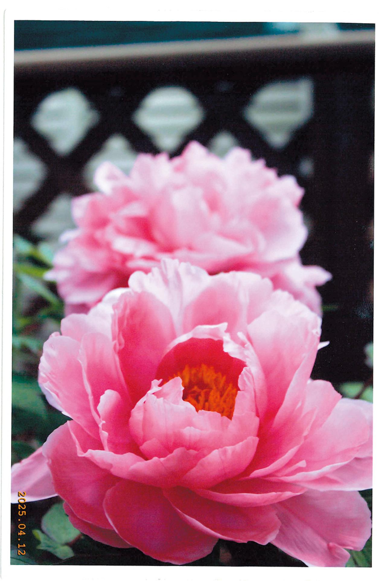 73歳読者の夏休みのごちそうとは？「冷蔵庫がなかったから…」心に残る昭和の夏（画像3）