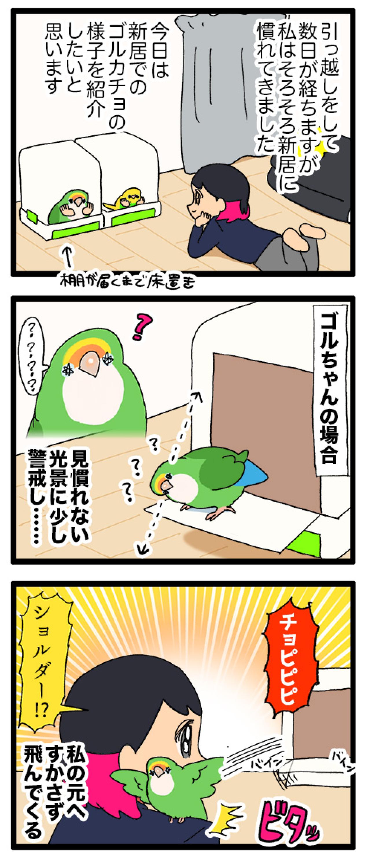 インコが恐怖を訴えるときの対応／引っ越し…インコは新居に慣れた？【鳥マンガ＃85】（画像6）