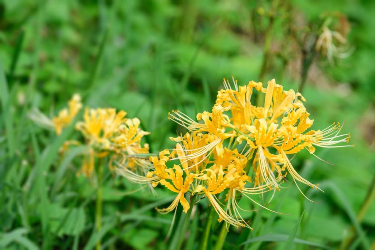 【ガーデニング】夏に植えて秋にすぐ咲かせる、球根の花［8選］（画像2）