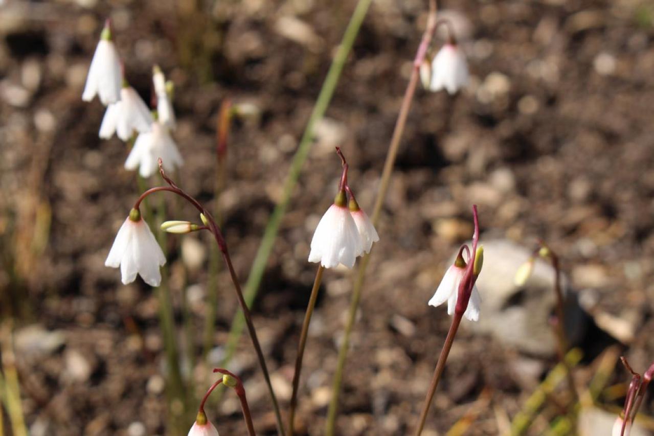 【ガーデニング】夏に植えて秋にすぐ咲かせる、球根の花［8選］（画像5）