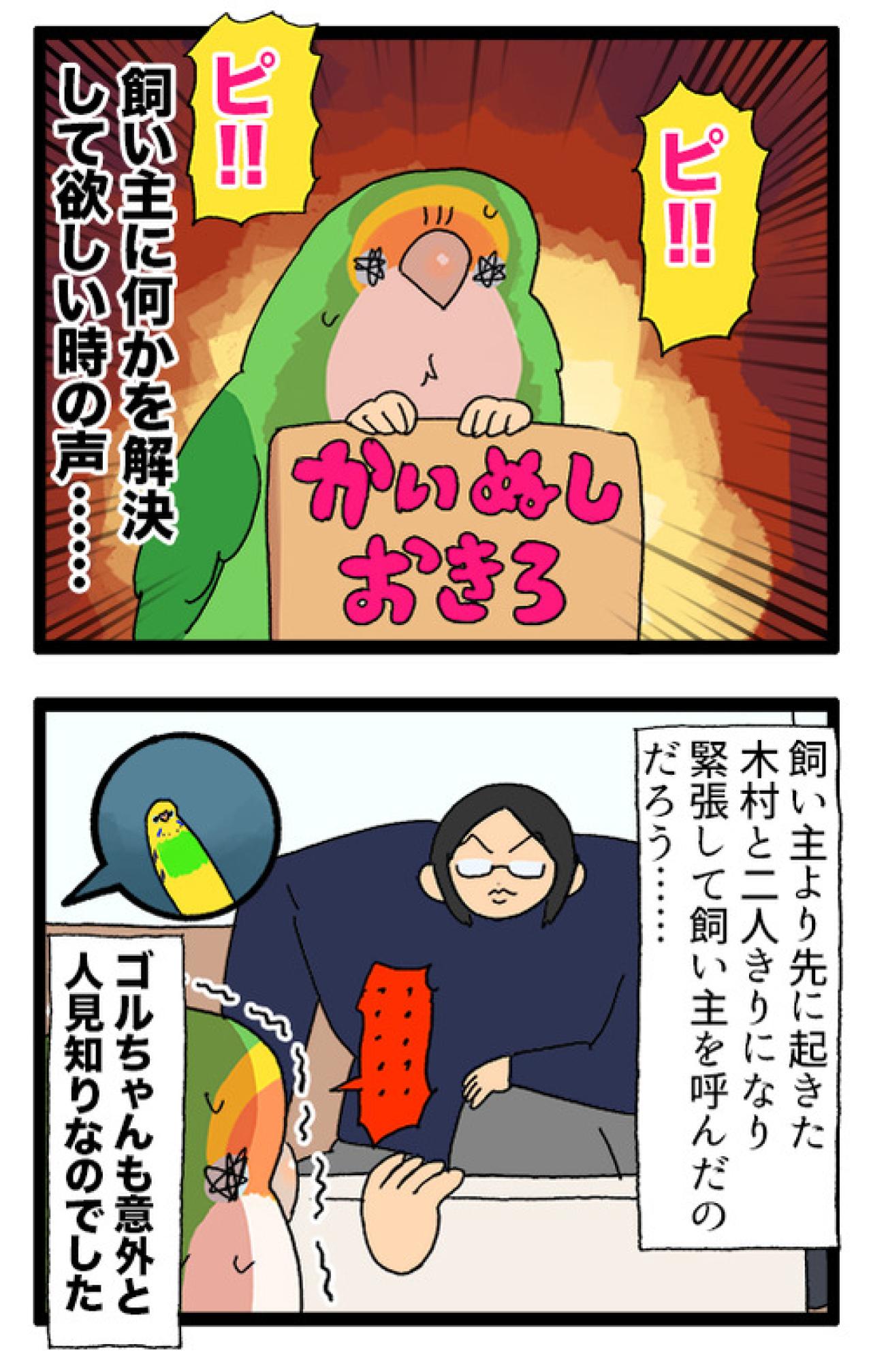 インコだって人見知りする／ゴルちゃんが疲れていても怠らないことは？【鳥マンガ＃83】（画像4）