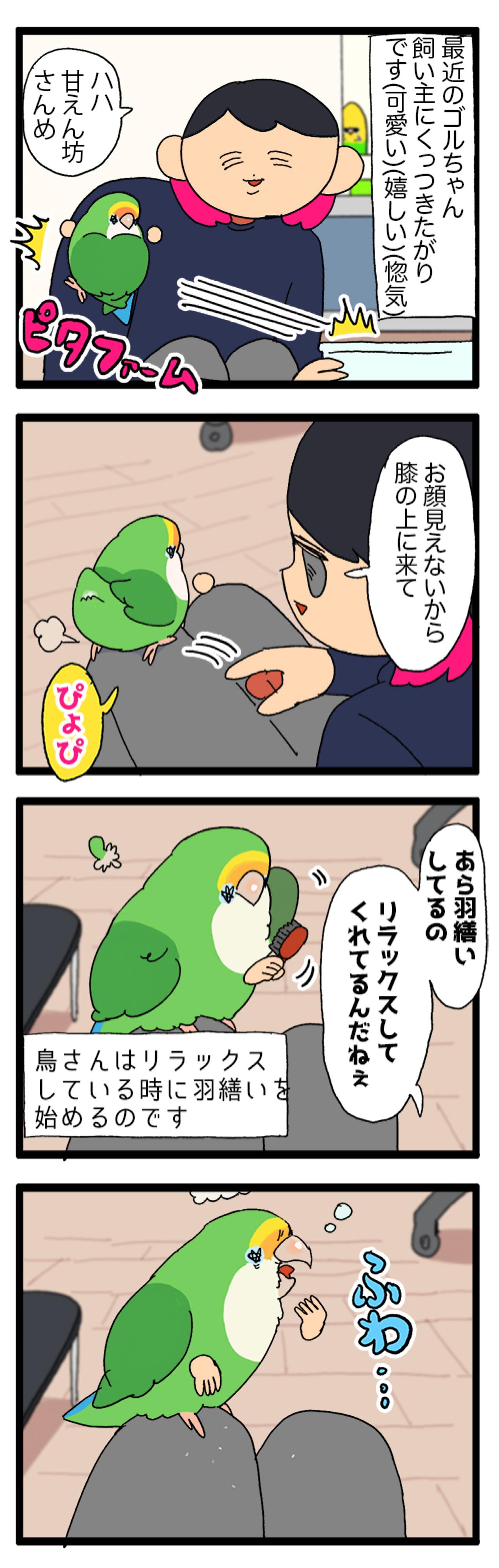 ゴルちゃんとツルツルトラップ／飼い主の上でリラックスするインコがかわいすぎる！【鳥マンガ＃89】（画像6）