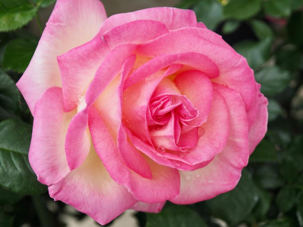 【ガーデニング】意外と簡単！猛暑でバラを枯らさないための水やりポイントと、暑さに強い品種選び（画像2）