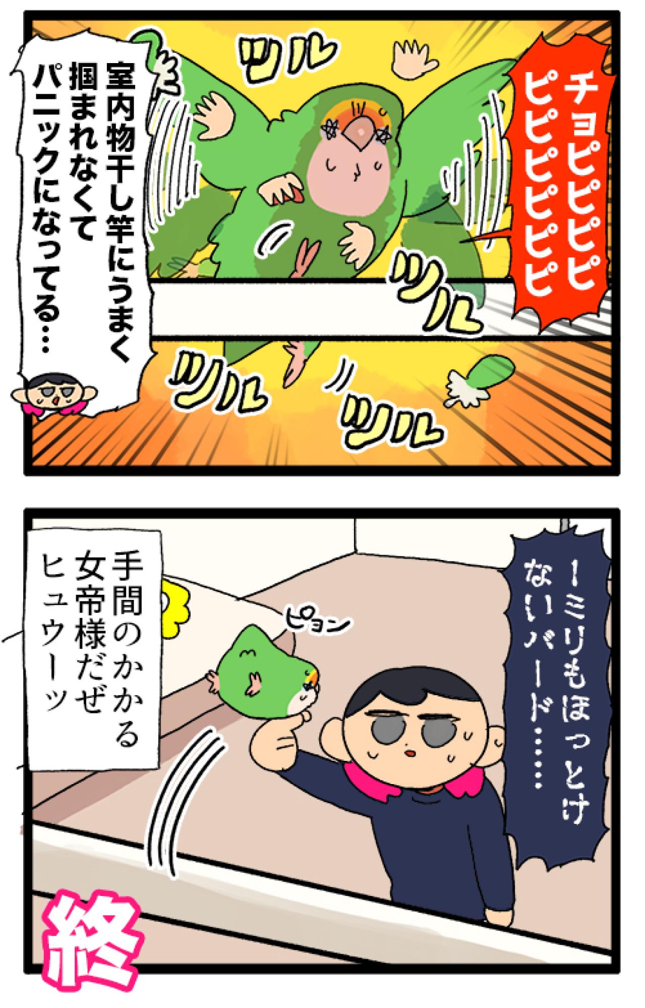 ゴルちゃんとツルツルトラップ／飼い主の上でリラックスするインコがかわいすぎる！【鳥マンガ＃89】（画像5）