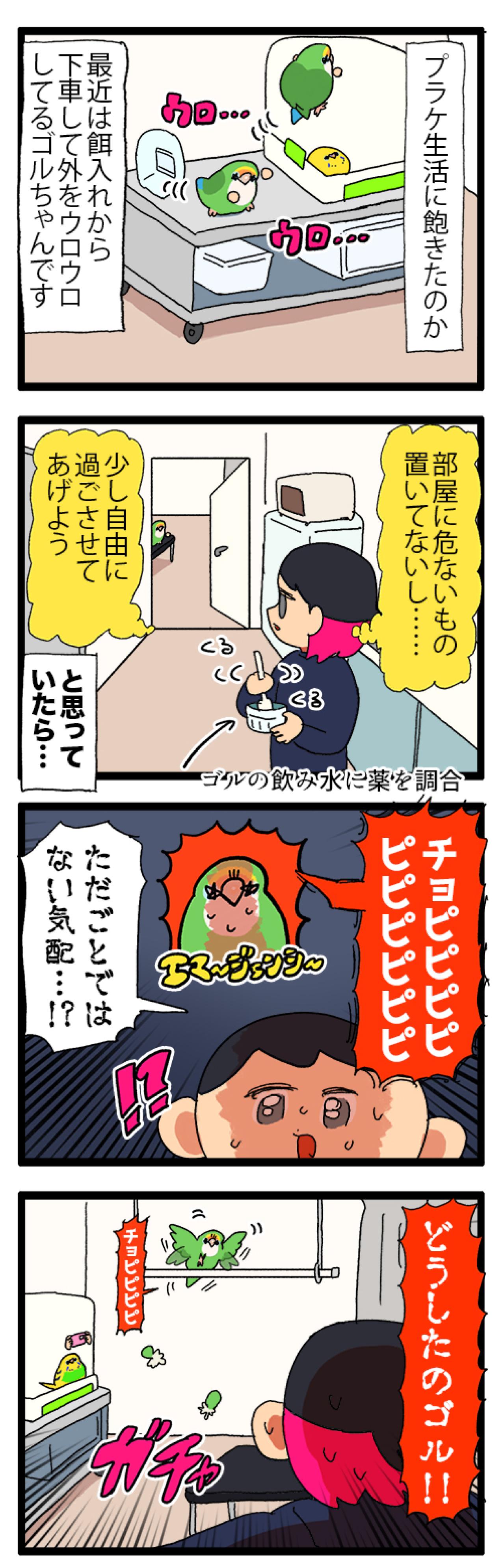 ゴルちゃんとツルツルトラップ／飼い主の上でリラックスするインコがかわいすぎる！【鳥マンガ＃89】（画像4）