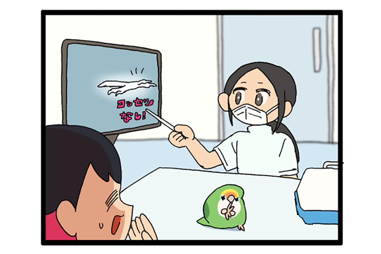 インコにおもちゃだと勘違いされる飼い主／インコ、健康診断へ行く【鳥マンガ＃86】