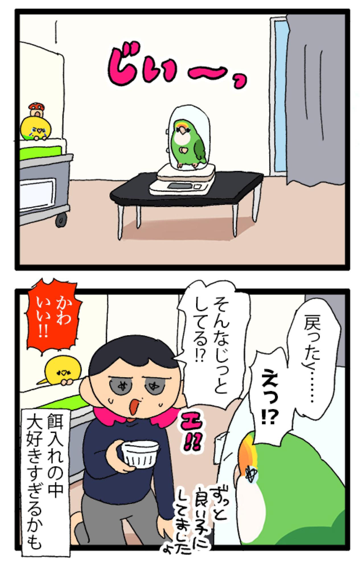 ゴルちゃんのお留守番／飼い主の心臓に悪いインコの寝相がコチラ【鳥マンガ＃88】（画像5）