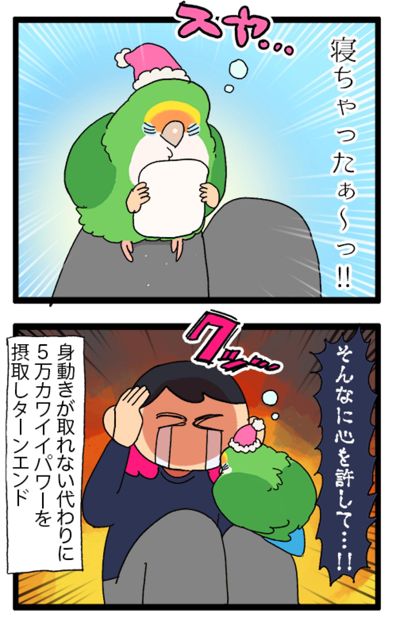 ゴルちゃんとツルツルトラップ／飼い主の上でリラックスするインコがかわいすぎる！【鳥マンガ＃89】（画像7）