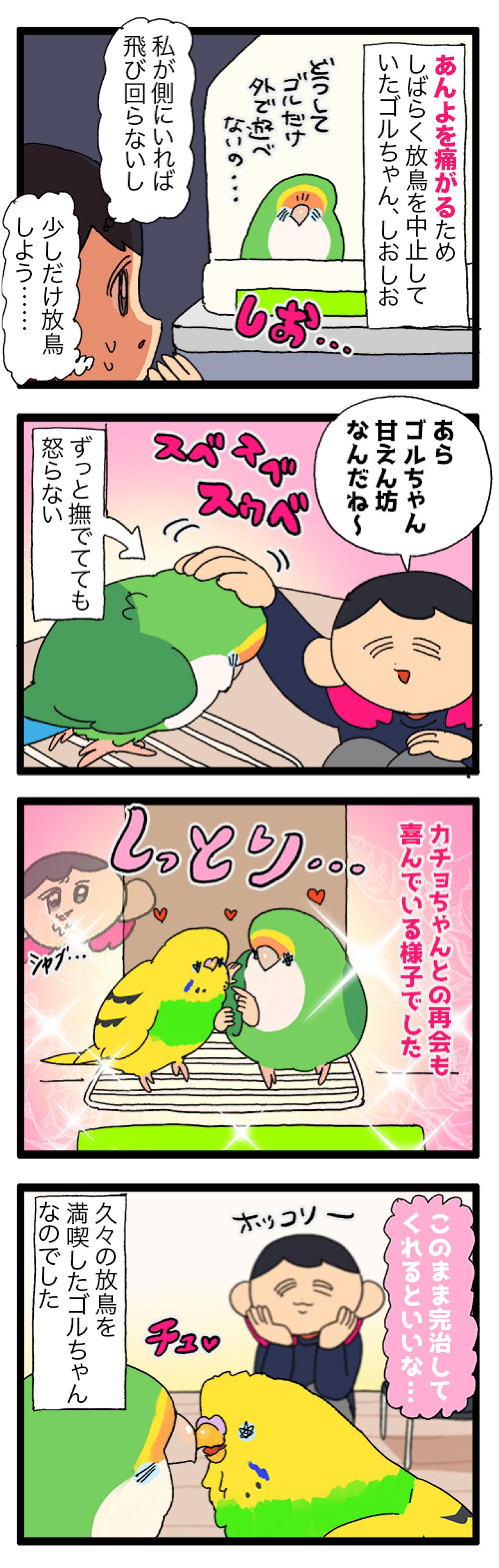 インコにとっても薬は苦い？／放鳥できるまでに回復！【鳥マンガ＃87】（画像5）